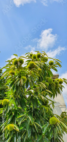 Unripe chestnut fruit.