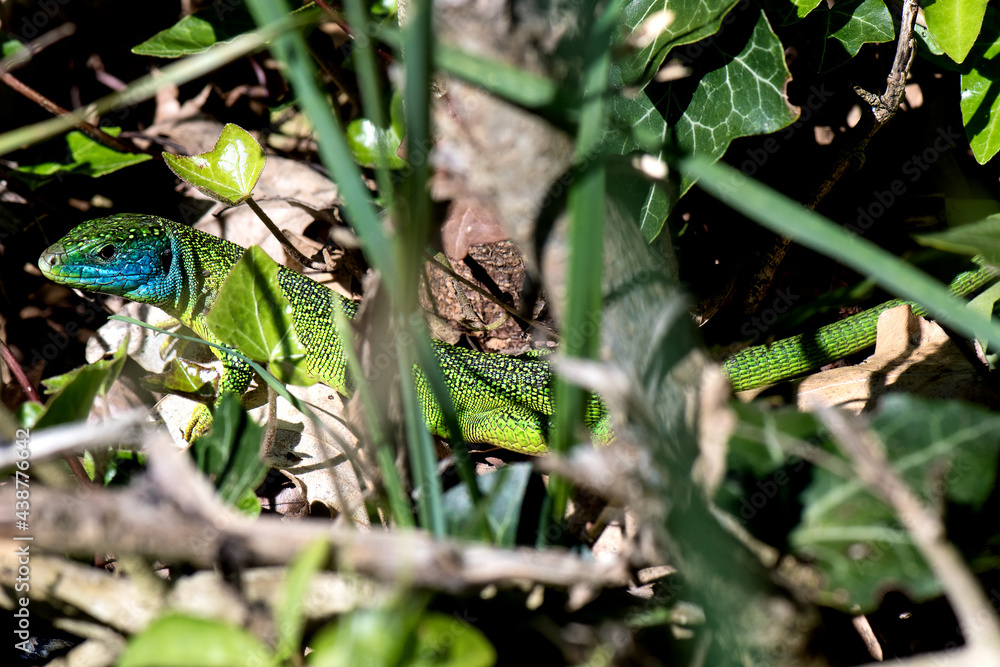 Obraz premium Smaragdeidechse (Lacerta viridis)
