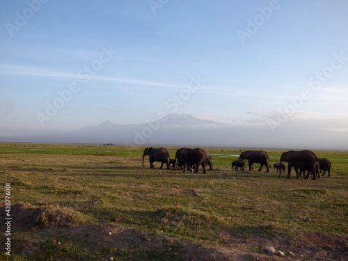 Kenya, afrique : troupeau d'éléphants devant le Kilimandjaro dans le parc national d'Amboseli 