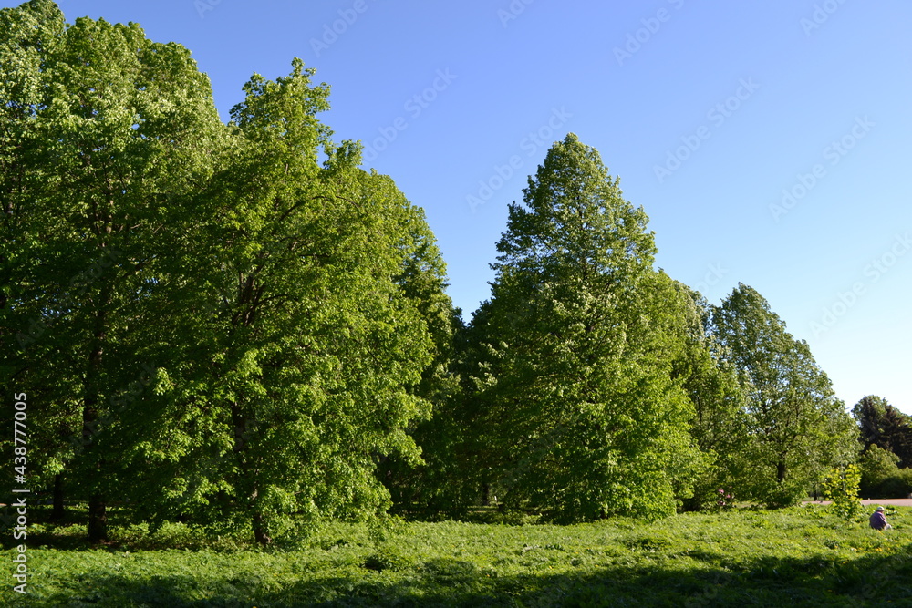 Obraz premium Green trees in the park