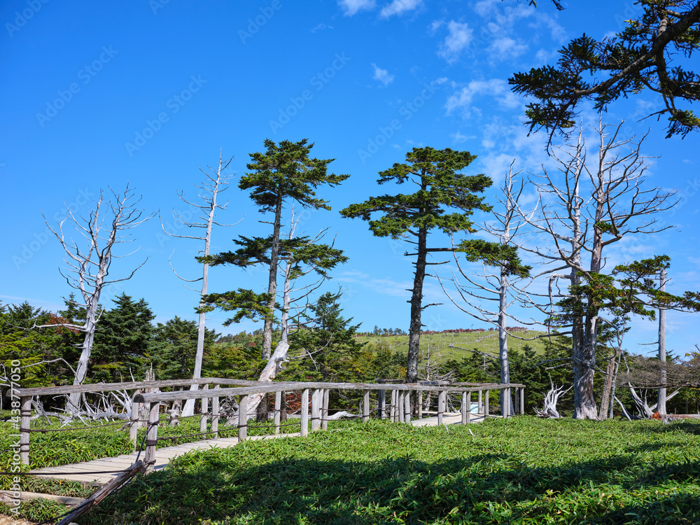 Fototapeta premium 大台ケ原