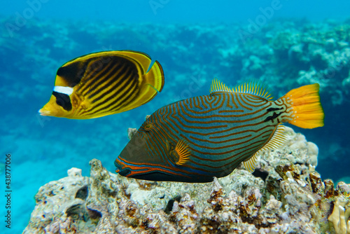 Orange-striped triggerfish (Balistapus undulatus) , coral fish in the coral reef  photo