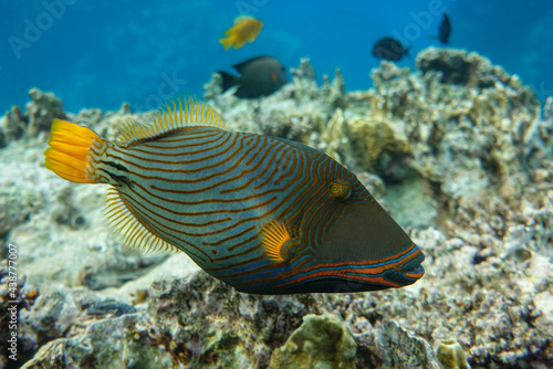 Orange-striped triggerfish (Balistapus undulatus) , coral fish in the coral reef  © mirecca