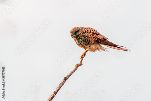 kestrel watches nature and looks for prey