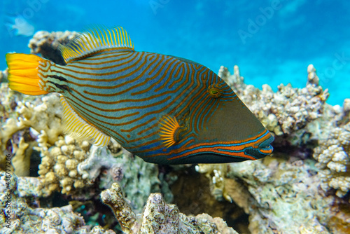 Orange-striped triggerfish (Balistapus undulatus) , coral fish in the coral reef  photo
