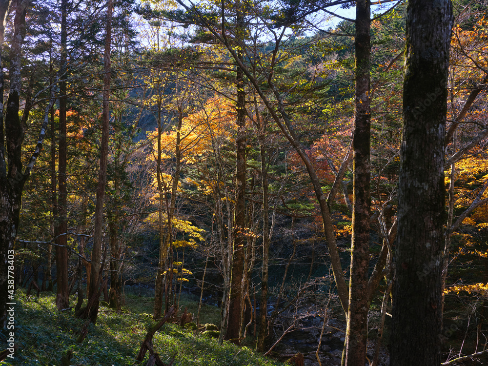 Obraz premium 秋の大台ケ原