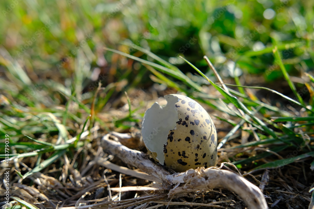 A broken egg in nature during the spring. The salt marshes of Guerande, west of France, May 2021. A broken egg in nature during the spring. The salt marshes of Guerande, west of France, May 2021.