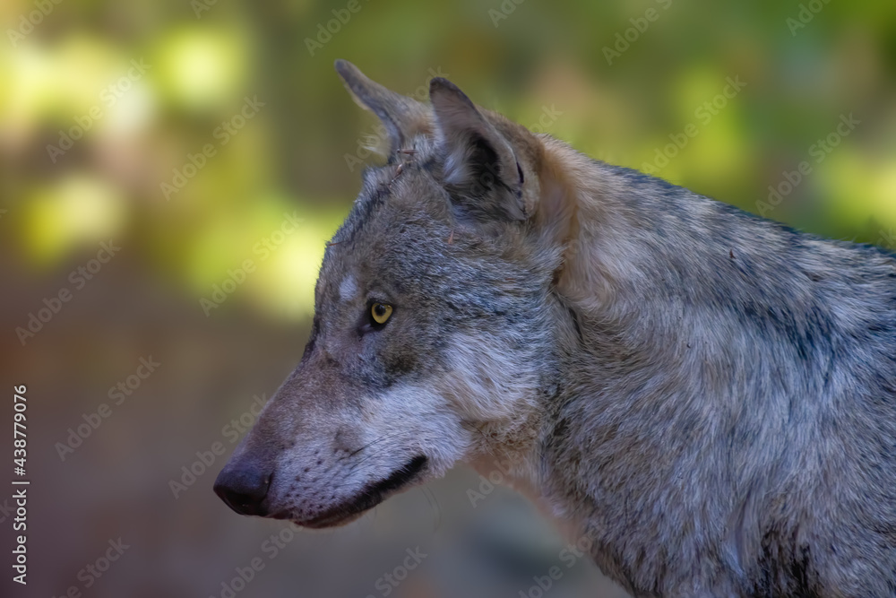 Fototapeta premium Wolf in the forest looking for prey