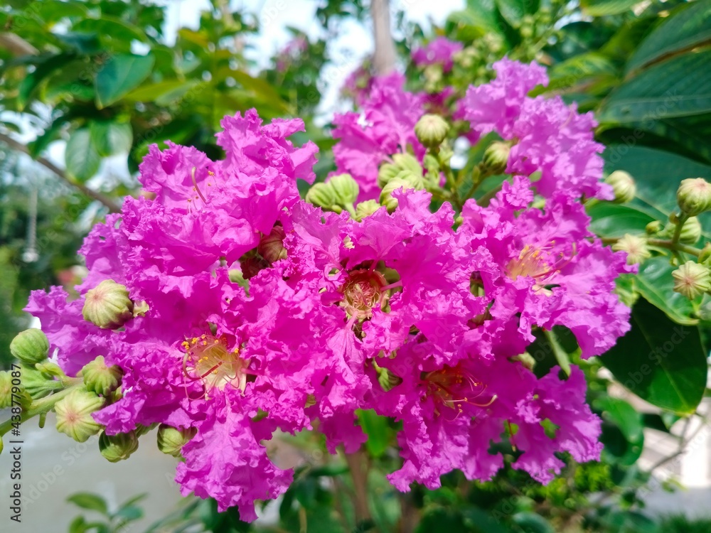 pink flowers in the garden, inthanin flower 