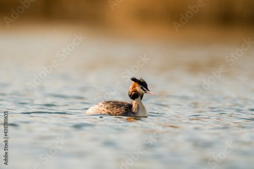 Great Crested Grebe observes nature and looks for food
