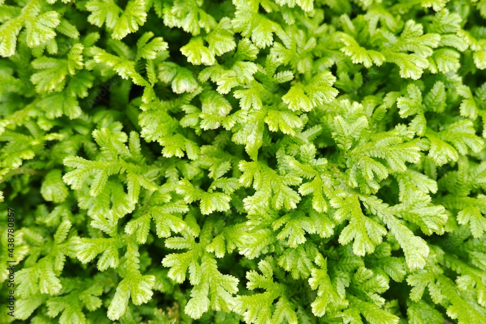 Green fern on natural light on blurred background Green fern on natural light on blurred background