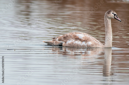 Fototapeta Naklejka Na Ścianę i Meble -  beautiful young brown swan swims on a pond