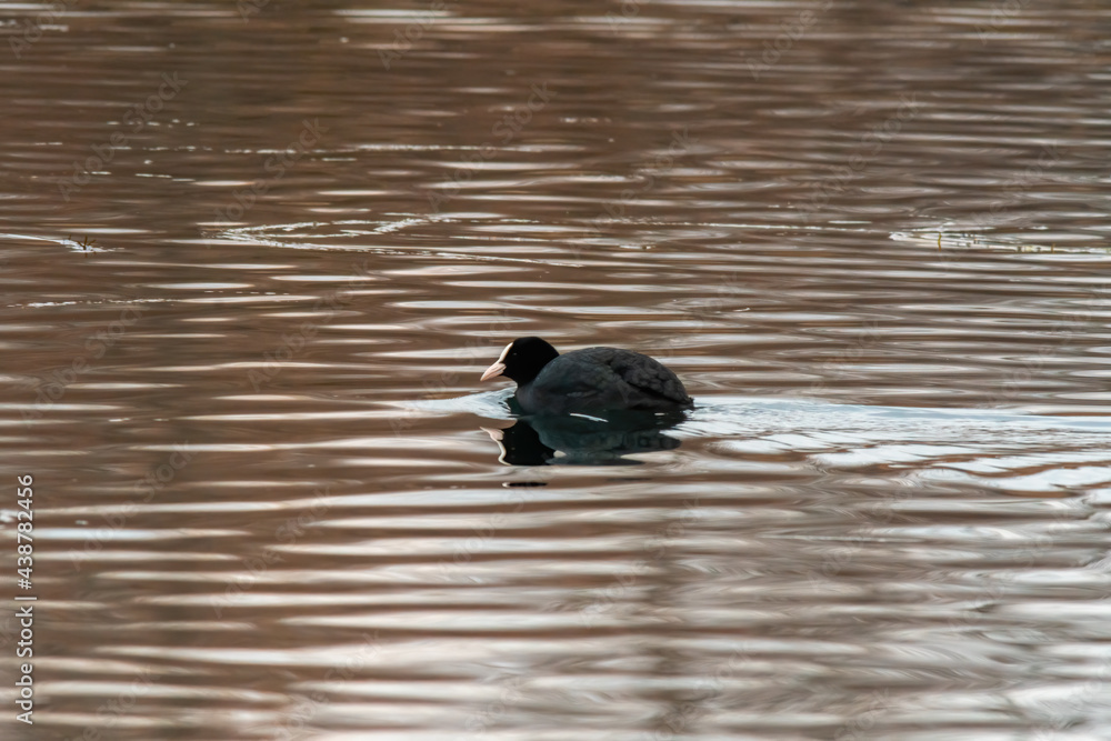 Coot swims on a pond looking for food Coot swims on a pond looking for food