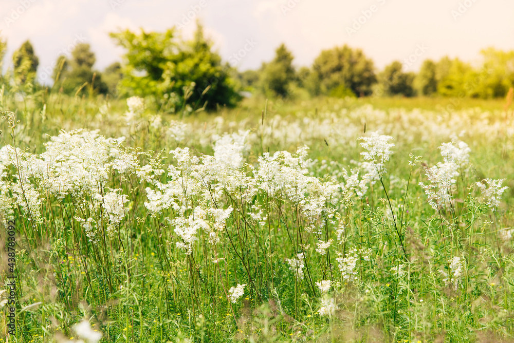 Fototapeta premium Meadowsweet, or Labaznik (lat. Filipéndula) is a genus of perennial grasses of the Rosaceae family. Meadow on a summer day.