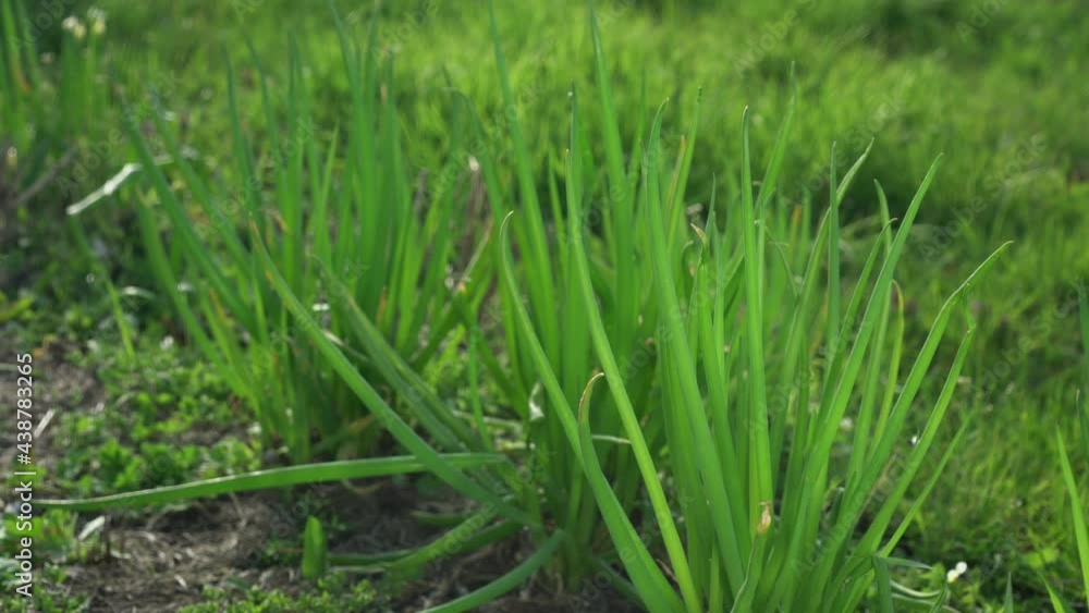 Young green onion plant growing on garden bed at spring or summer day. Agricultural and harvesting concept. Young green onion plant growing on garden bed at spring or summer day. Agricultural and harvesting concept.