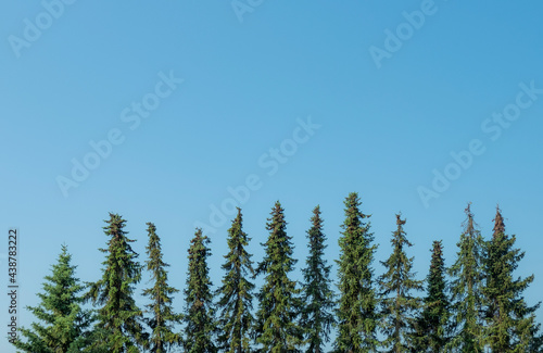 top of fir trees in symmetrical order