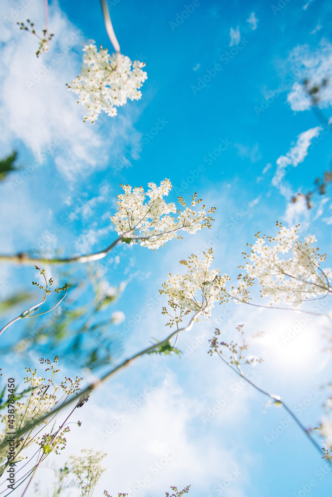 Meadowsweet, or Labaznik (lat. Filipéndula) is a genus of perennial grasses of the Rosaceae family. Meadow on a sunny summer day. Meadowsweet, or Labaznik (lat. Filipéndula) is a genus of perennial grasses of the Rosaceae family. Meadow on a sunny summer day.