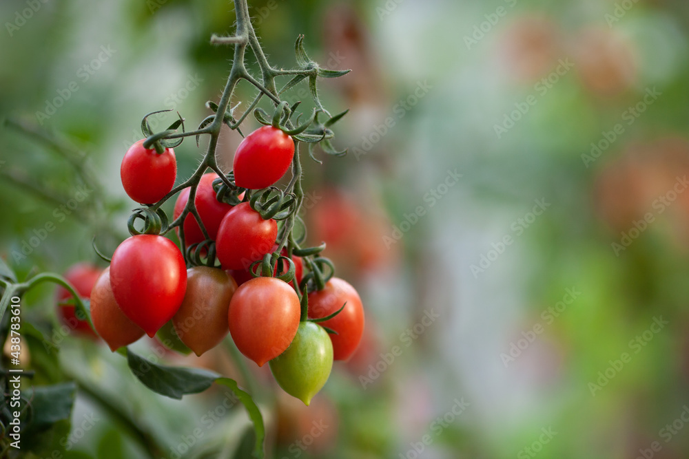 Big branch of cherry tomatoes in a greenhouse, close up. Organic vegetables, natural food, harvest time. Eco farm. Selective focus. Big branch of cherry tomatoes in a greenhouse, close up. Organic vegetables, natural food, harvest time. Eco farm. Selective focus.