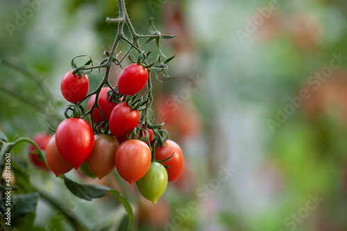 Big branch of cherry tomatoes in a greenhouse, close up. Organic vegetables, natural food, harvest time. Eco farm. Selective focus.
