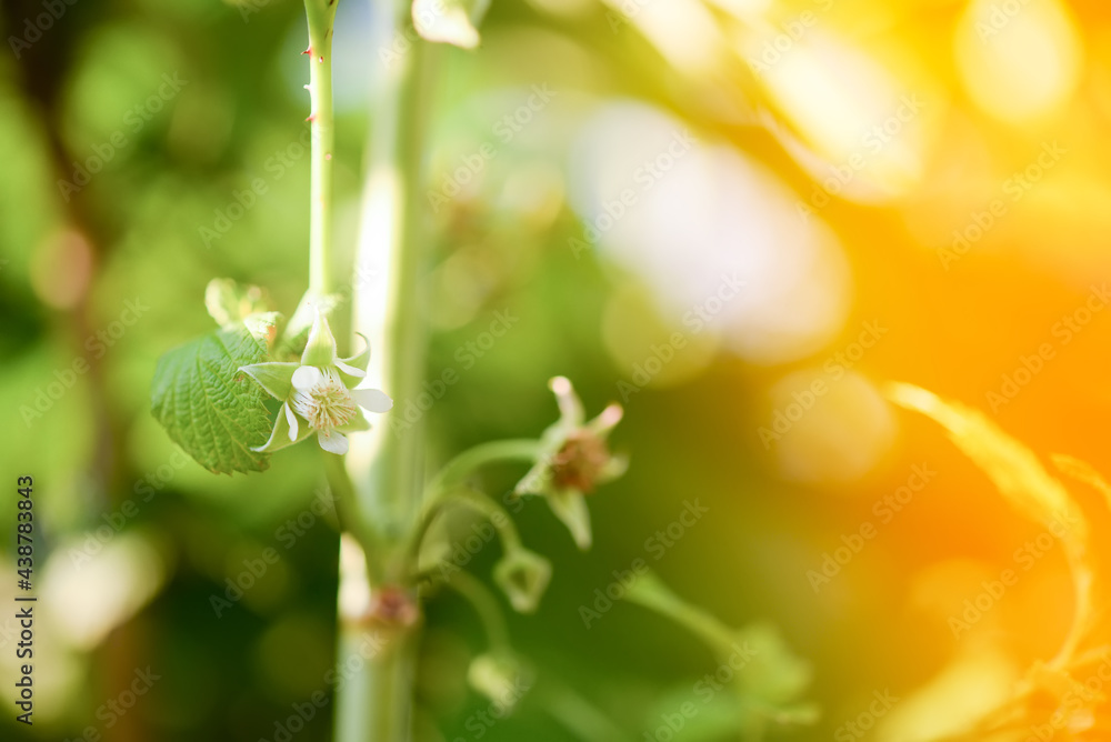 Raspberry flower on a bush Raspberry flower on a bush