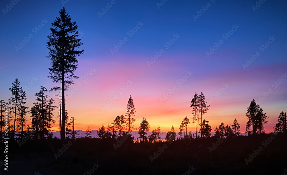 Black silhouettes of pine trees against the backdrop of a stunning sunset. Sunset on the Pacific coast. Gillies Bay, Texada Island, BC. Canada
