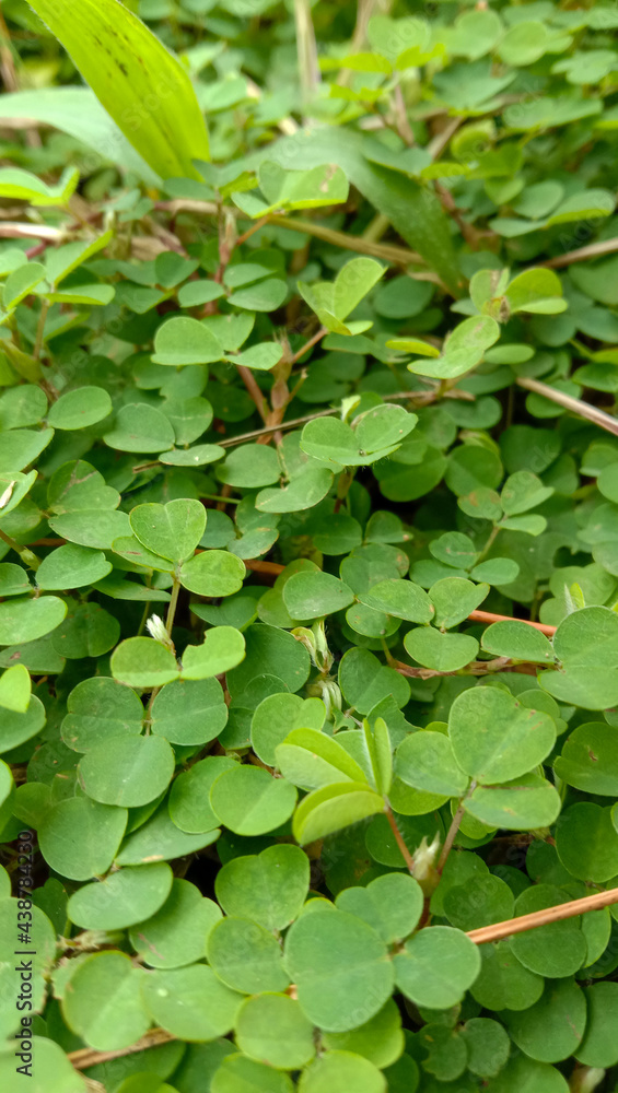 Background with green leaves for Saint Patrick's Day, believed to be a symbol of good luck. Background with green leaves for Saint Patrick's Day, believed to be a symbol of good luck.