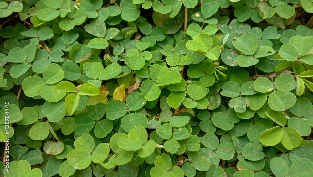 Background with green leaves for Saint Patrick's Day, believed to be a symbol of good luck. Background with green leaves for Saint Patrick's Day, believed to be a symbol of good luck.