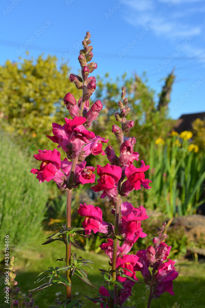 Antirrinhum flowers, also known as Snapdragon Antirrinhum flowers, also known as Snapdragon