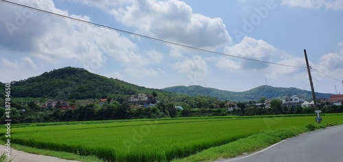Green rice paddies under the blue sky