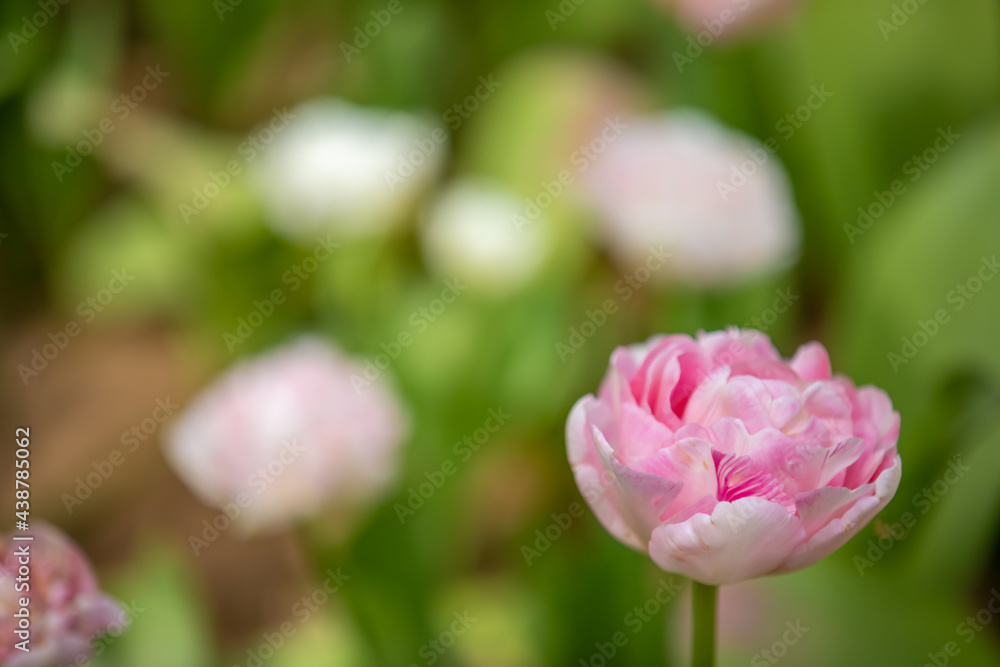 茨城県　ひたち海浜公園　チューリップ