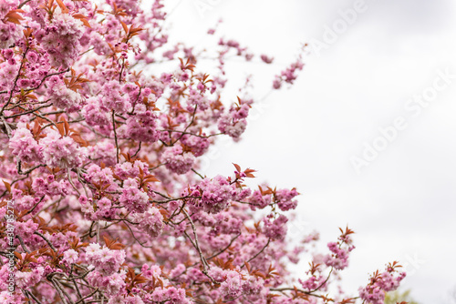 Wallpaper Mural Pink cherry blossom in a tree. Spring season.  Torontodigital.ca
