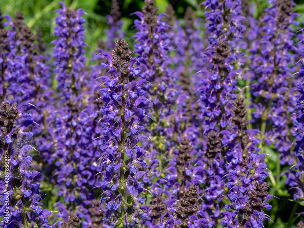 Summer flower bed of beautiful blooming bright purple forest flowers of sage or Salvia nemorosa Summer flower bed of beautiful blooming bright purple forest flowers of sage or Salvia nemorosa