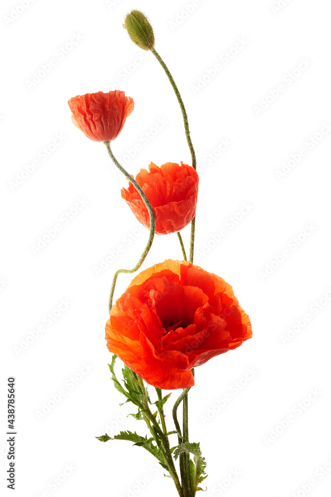 Naklejka premium Bright red poppies flowers isolated on white background.