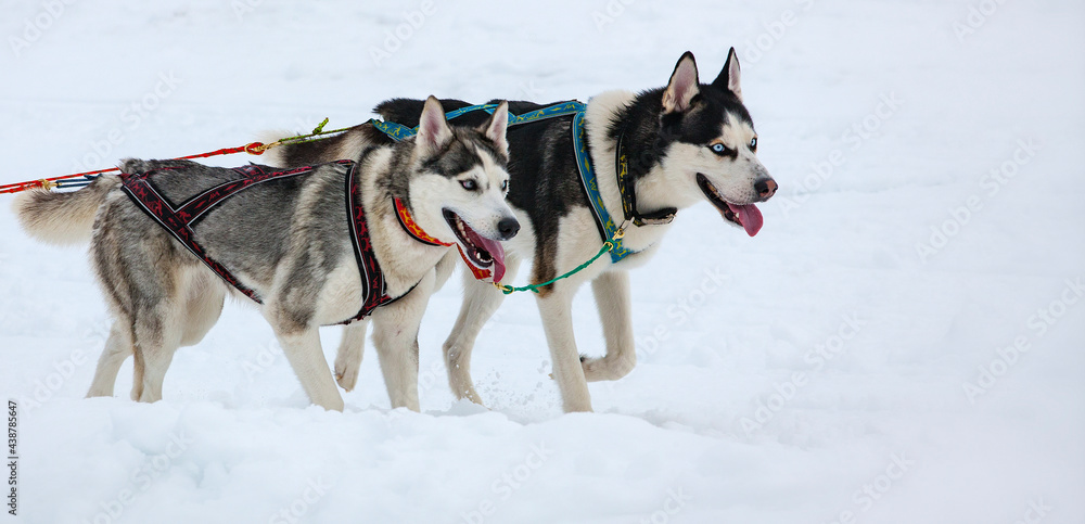 Two husky dogs in snow on competition. Close up Two husky dogs in snow on competition. Close up