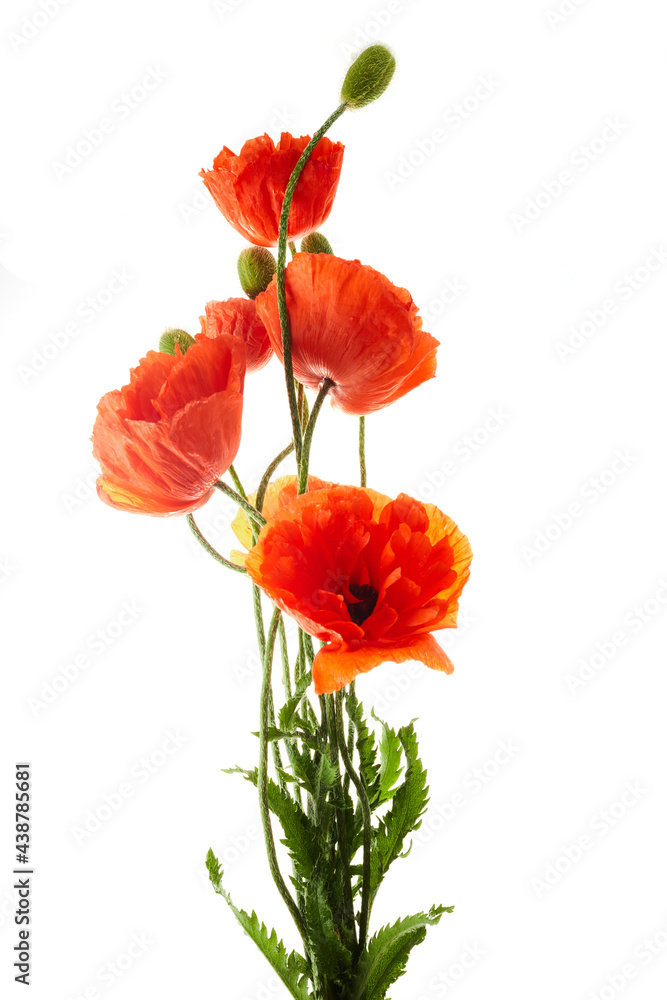 Naklejka premium Bright red poppies flowers isolated on white background.