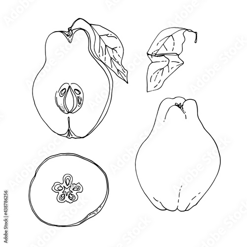 Quince fruit Vector drawing of food.