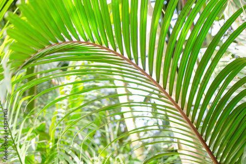 Fototapeta Naklejka Na Ścianę i Meble -  Tropical leaf close up on the background of tropical trees