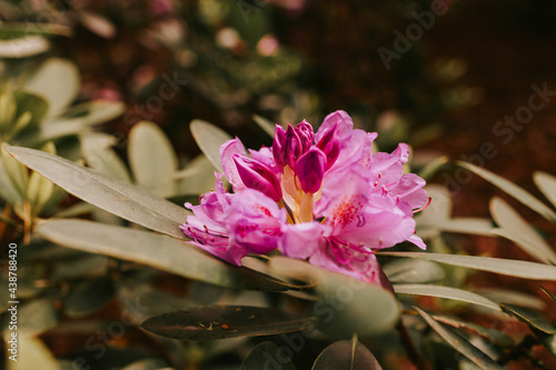 pink rhododendron blooms on bushes in the garden in the park