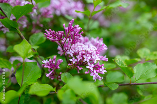 garden common purple lilac in the park blooms in spring