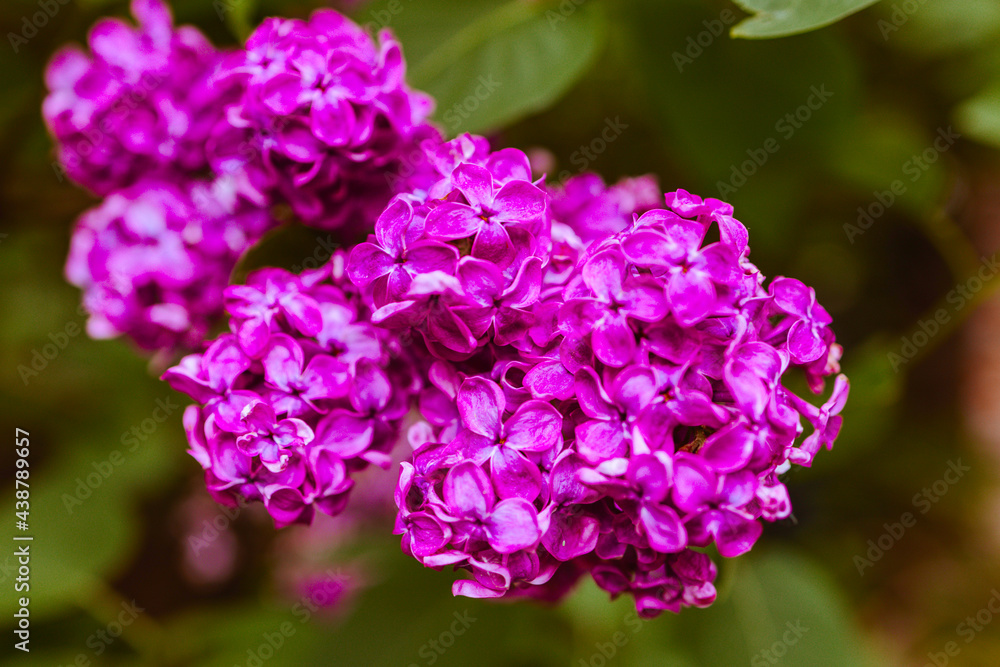 garden common purple lilac in the park blooms in spring garden common purple lilac in the park blooms in spring