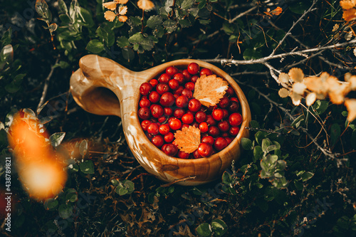 Ripe lingonberry  with yellow leaves   in traditional wooden Sami Cups (kuksa) on a background of autumn tundra landscape. Vegan, healthy, lifestyle concept. 