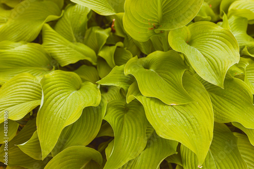 perennial herbaceous plant hosta funkia as a decoration grass in gardens and on lawns in parks photo
