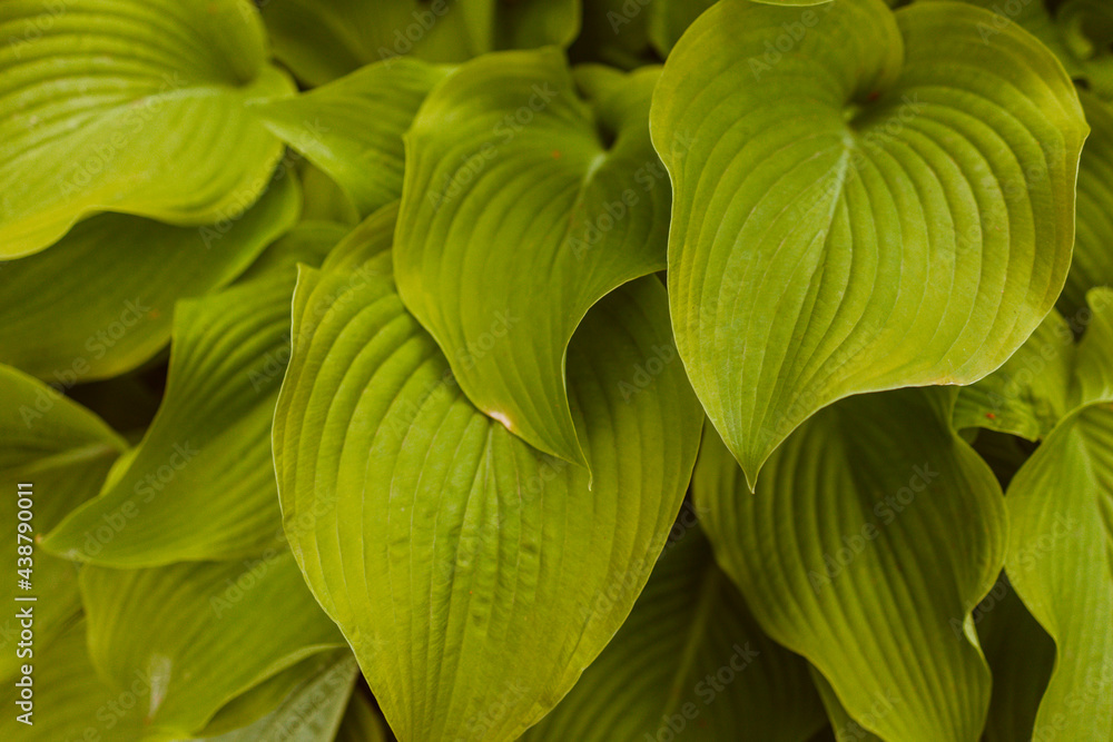 Obraz premium perennial herbaceous plant hosta funkia as a decoration grass in gardens and on lawns in parks