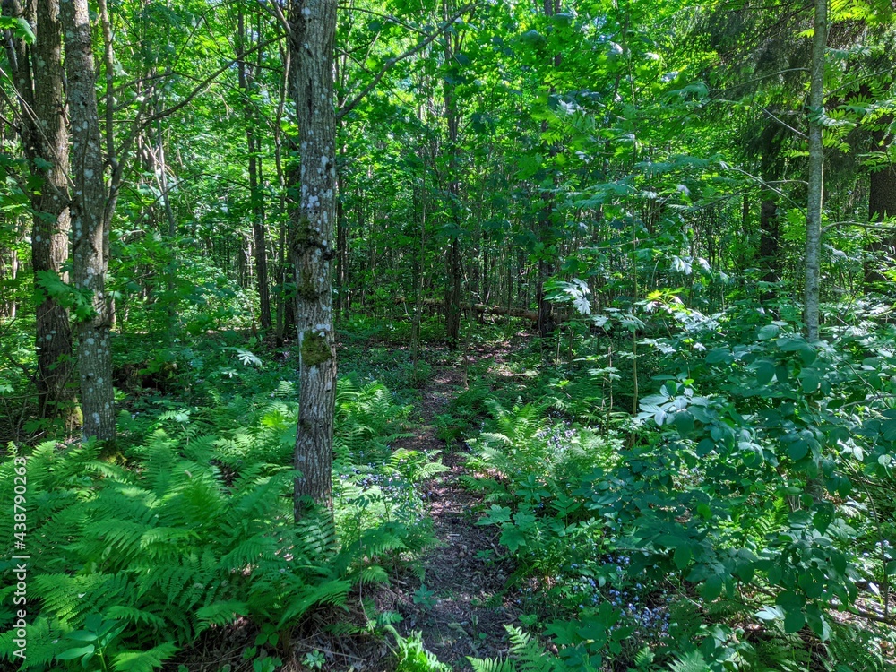 Obraz premium landscape of green forest in the summer during the day.