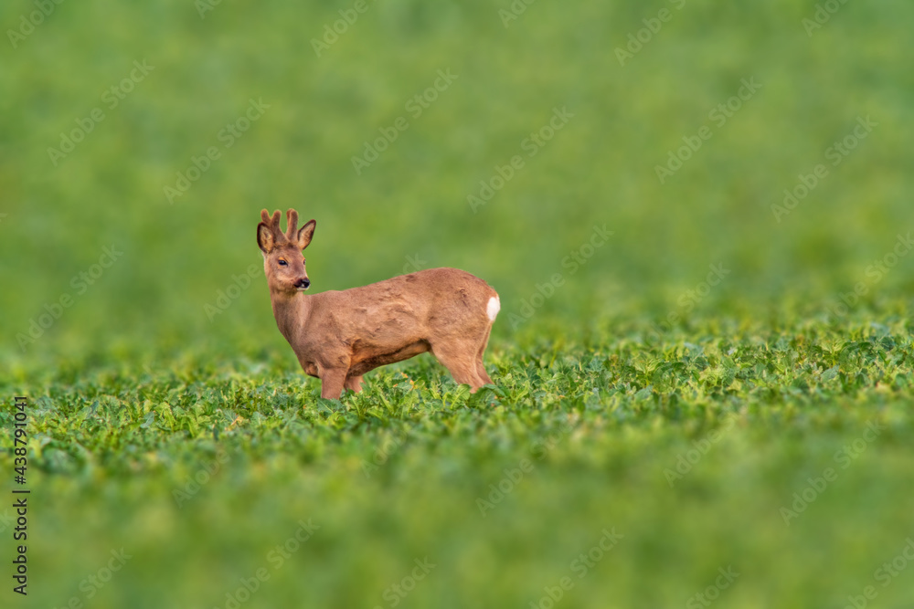 Deer grazing and relaxing in nature Deer grazing and relaxing in nature