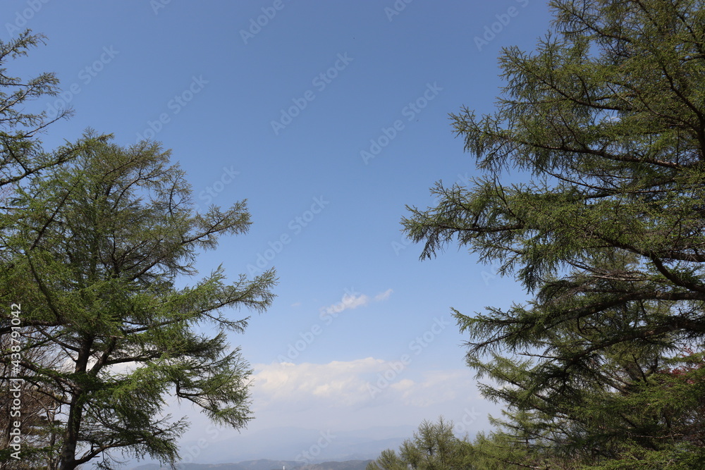日本の山で綺麗な植物と空を撮影