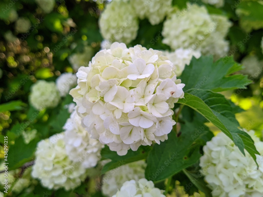 white round flowers of snow viburnum or viburnum oculus sterile on a blurred background. white round flowers of snow viburnum or viburnum oculus sterile on a blurred background.