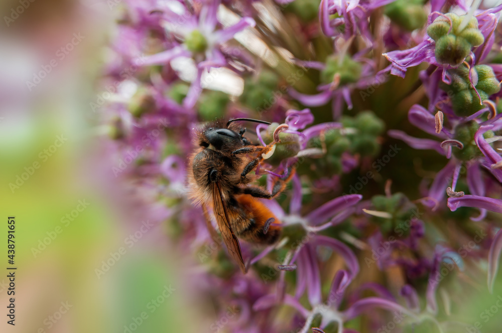 bee collecting pollen from a seasonal plant bee collecting pollen from a seasonal plant