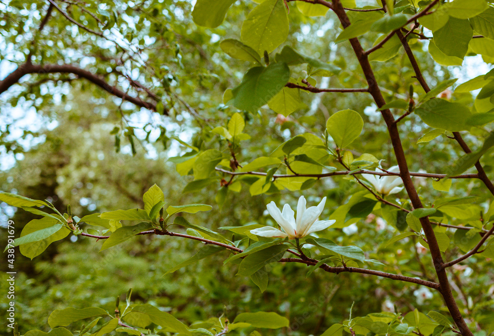blooming white magnolia tree in the garden in the park
