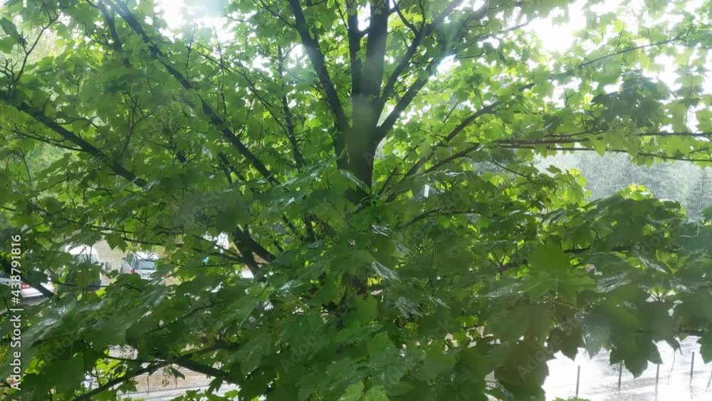 View from the window on a green tree and falling rain View from the window on a green tree and falling rain